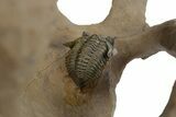 Pseudocryphaeus (Cryphina) Trilobite - Lghaft, Morocco #350527-6